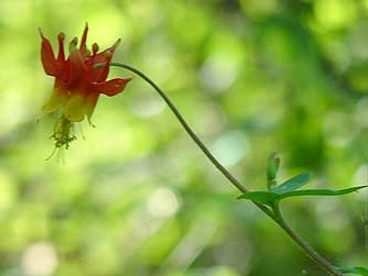 Red columbine pictures