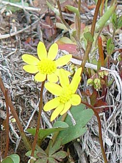 Picture of common spring gold wildflower