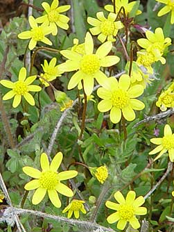 Common spring gold wildflower picture - Crocidium multicaule