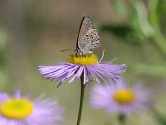 Picture of splendid fleabane and Behrs hairstreak butterfly