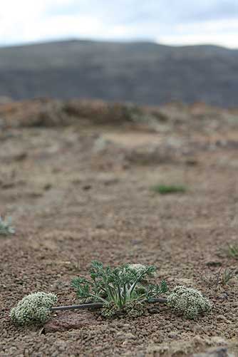 Picture of Canby's desert parsley in March, overlooking the Columbia River and the Quilomene