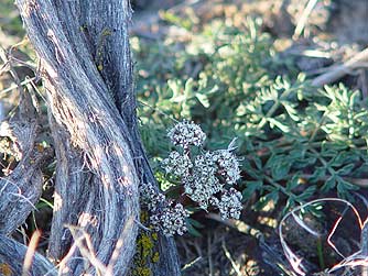 Picture of Canby's desert parsley, Lomatium canbyi