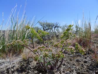 Picture of Canby's desert parsley, Lomatium canbyi