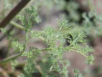 Gray's biscuitroot leaf picture - Lomatium