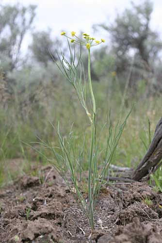 Picture of great basin desert parsley - Lomatium simplex