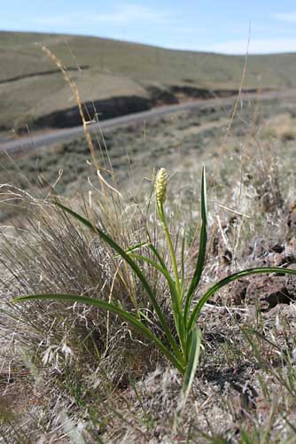 Foothills death camas plant picture