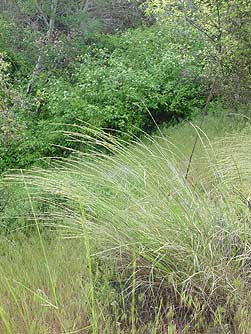 Picture of bluebunch wheatgrass - Pseudoroegneria spicata or Agropyron spicatum