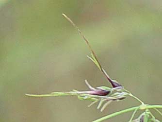 Picture of a bulbil from bulbous bluegrass - Poa bulbosa