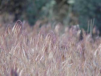 Picture of cheatgrass or Bromus tectorum