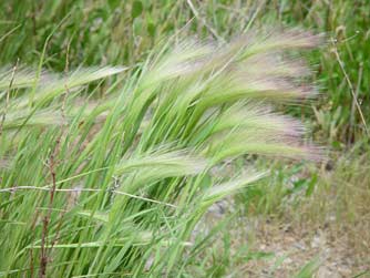 Picture of foxtail barley - Hordeum jubatum