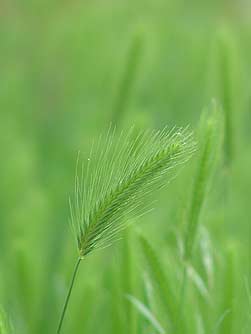 Picture of meadow barley or Hordeum brachyantherum