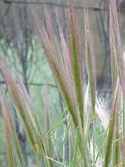 Picture of squirreltail grass