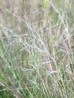 Red three-awn grass picture