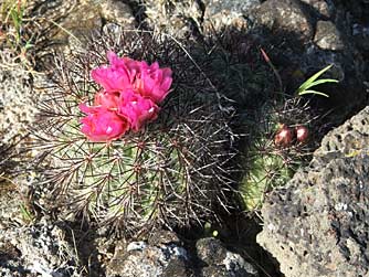 Picture of eastern washington desert cactus 