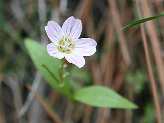 Lanceleaf spring beauty, a white and pink wildflower