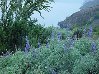 Blue silky lupine pictures - Lupinus sericeus