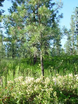 Picture of mountain balm and ponderosa pine tree