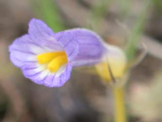 Picture of a oneflowered broomrape flower