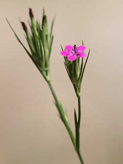 Picture of deptford pink flower