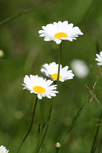 Picture of oxeye daisy flowers