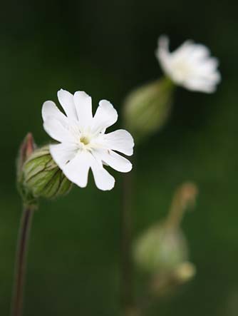 Picture of a white campion flower