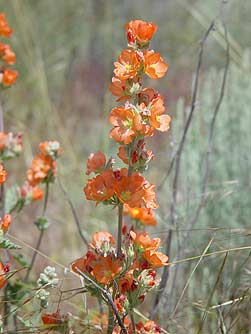 Picture of orange globe mallow flowers