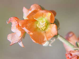 Picture of orange globe mallow flowers- Sphaeralcea munroana