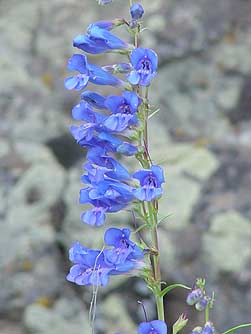 Picture of royal penstemon wildflower
