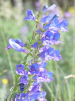 Blooming royal penstemon picture