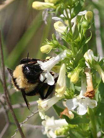 Scabland penstemon flowers and nectaring bumblebee