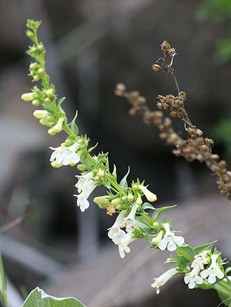 Picture of a scabland penstemon wildflower