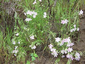 Picture of long-leaf phlox flowers