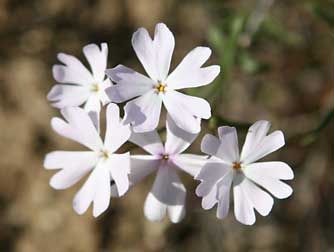 Picture of phlox flowers
