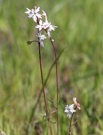 Prairie Star flower