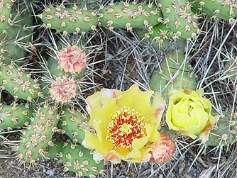 Yellow Prickly Pear Cactus Picture