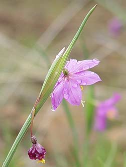 Picture of grass widow or purple eyed grass