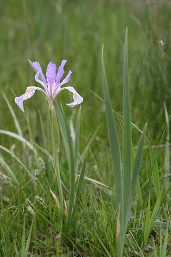 Rocky Mountain iris picture - Iris missouriensis