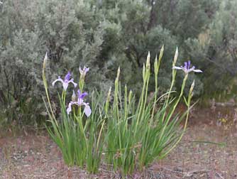 Picture of rocky mountain iris or western blue flag