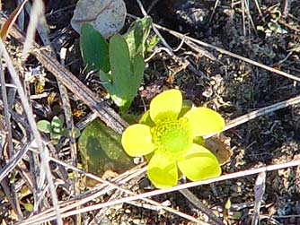 Montane sagebrush buttercup picture