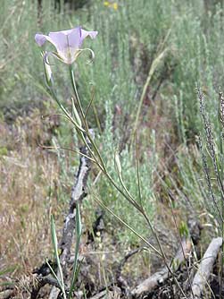 Picture of sagebrush mariposa lily - Calochortus macrocarpus
