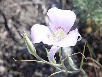 Picture of sagebrush mariposa lily flower