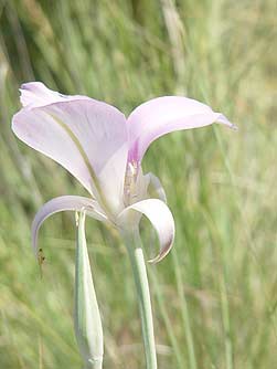 Picture of sagebrush mariposa lily