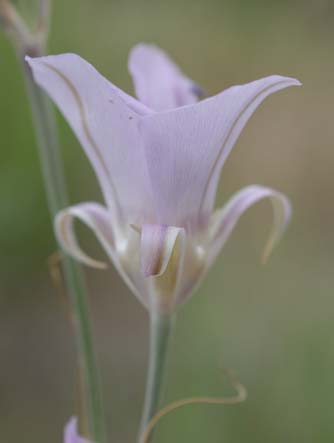 Picture of sagebrush mariposa lily in Grand Coulee