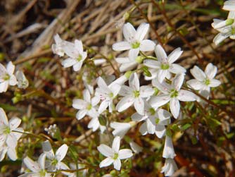 Sand spring beauty or Claytonia arenicola, a white and pink wildflower