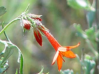 Picture of scarlet gilia or skyrocket flower
