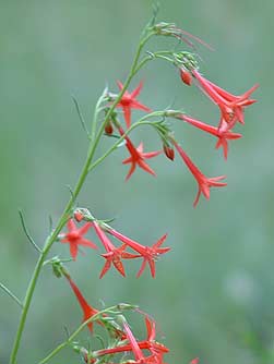 Picture of scarlet gilia flowers