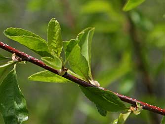 Picture of bitter cherry leaves and red twig