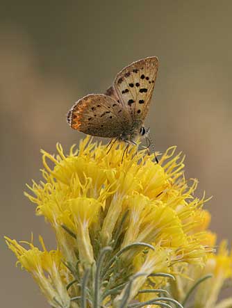 Rabbitbrush flower picture with purplish copper butterfly