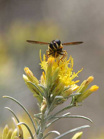 Picture of gray rabbitbrush with syrphid fly