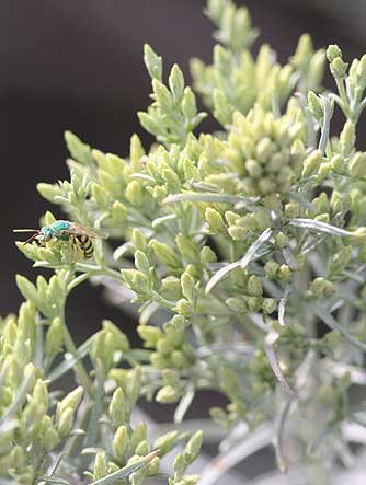 Picture of green rabbitbrush flower buds with bee